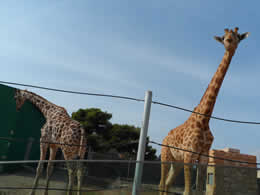 safari zoo giraffes